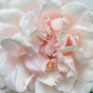 Róże ogrodowe - róża noisette - różowy  - Rosa  Madame Alfred Carrière - róża ze średnio intensywnym zapachem - Joseph Schwartz - Lubi miejsca w półcieniu. Swymi białymi kwiatami z odcieniem różowym nawet pustej ścianie daje przyjemna nastrój.